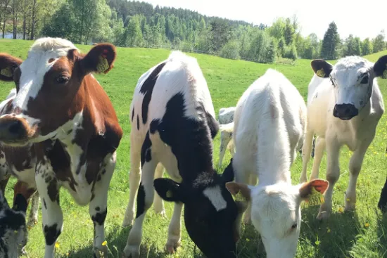 Glassbonden Vännäs