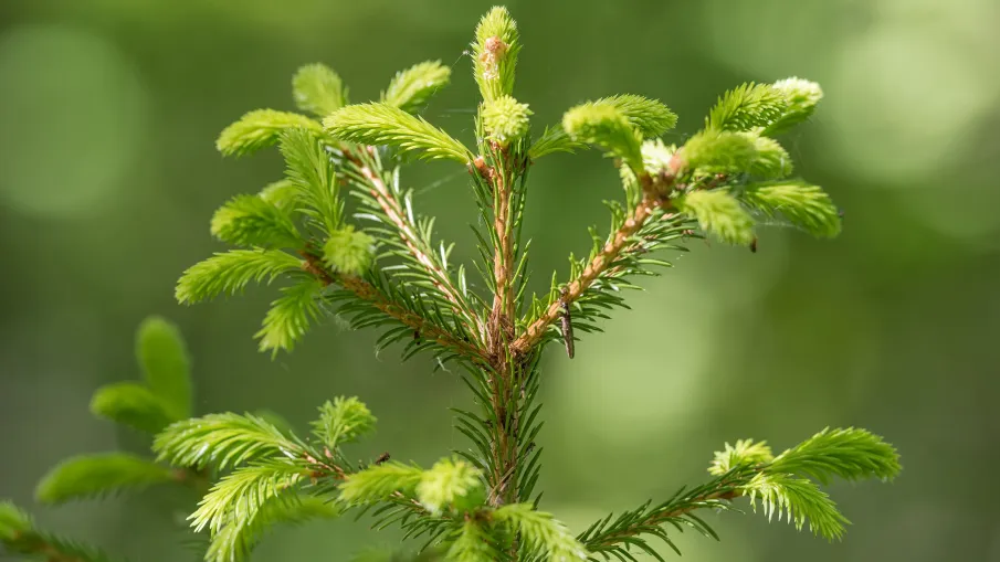 Kronbergets naturreservat