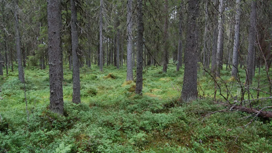 Kronbergets naturreservat
