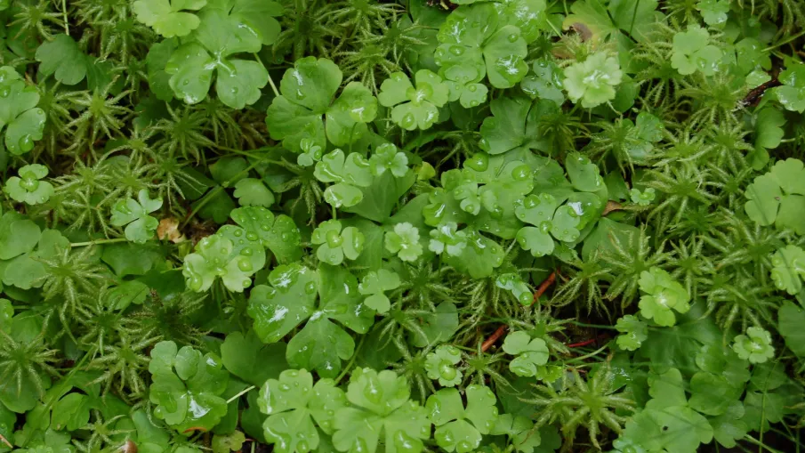 Kronbergets naturreservat