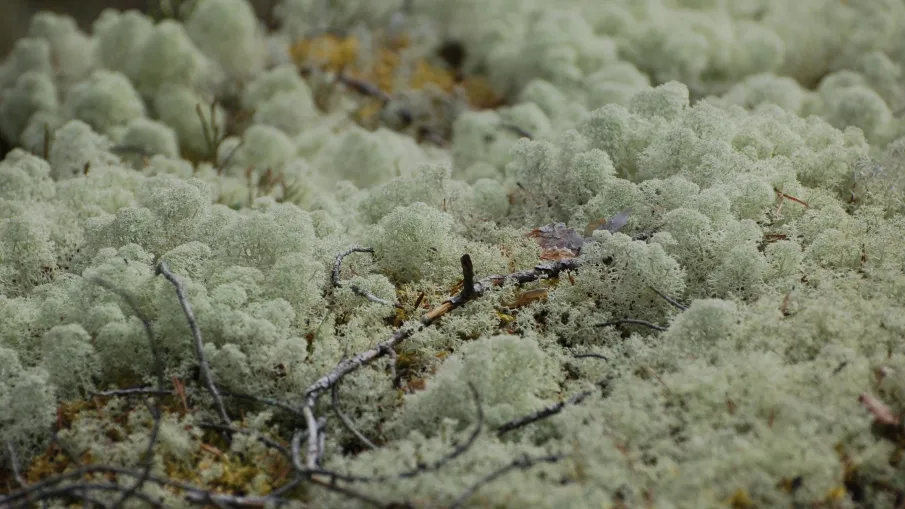 Långsjöbergets naturreservat