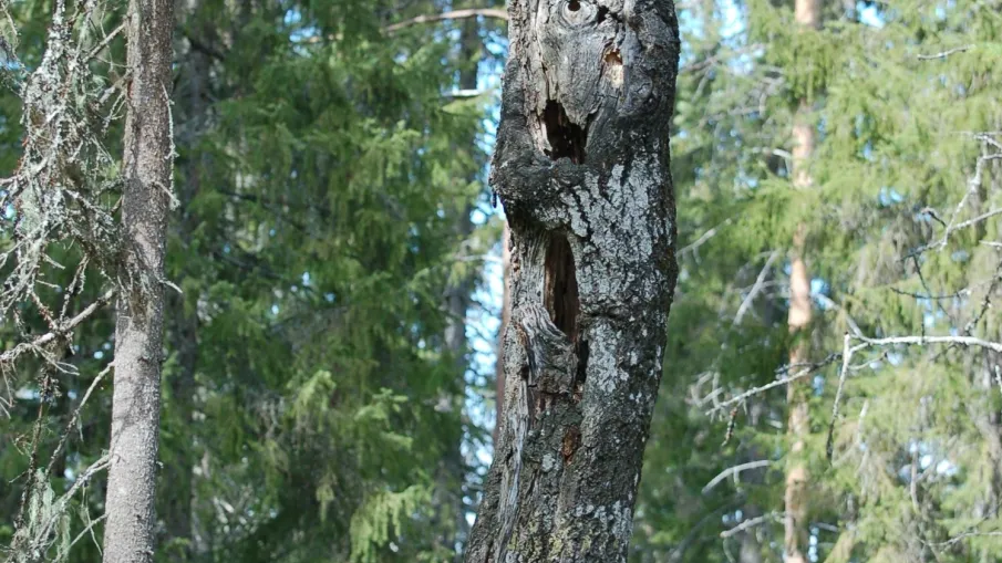Långsjöbergets naturreservat