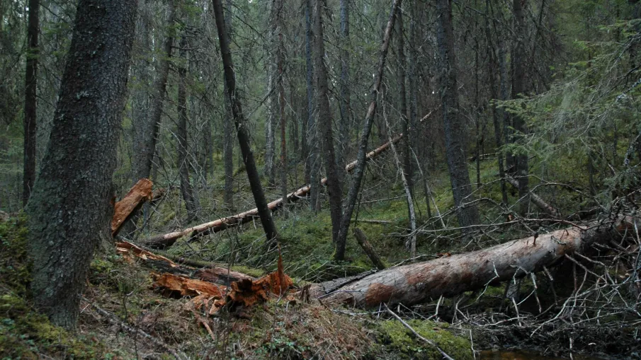 Rävahidalens naturreservat