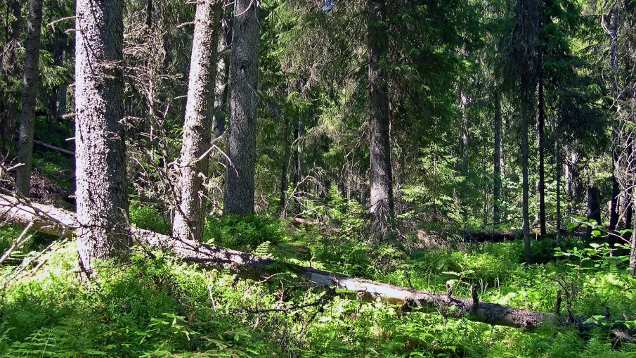 Rävahidalens naturreservat
