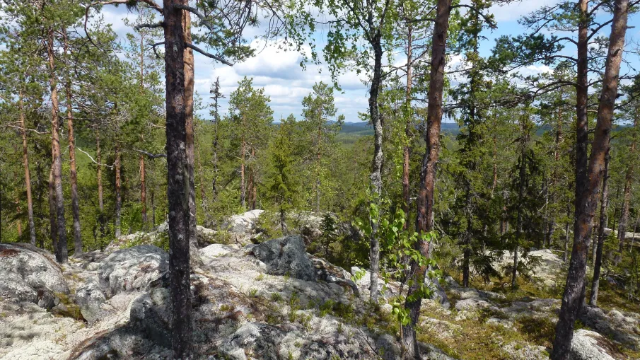 Surmyrbergets naturreservat