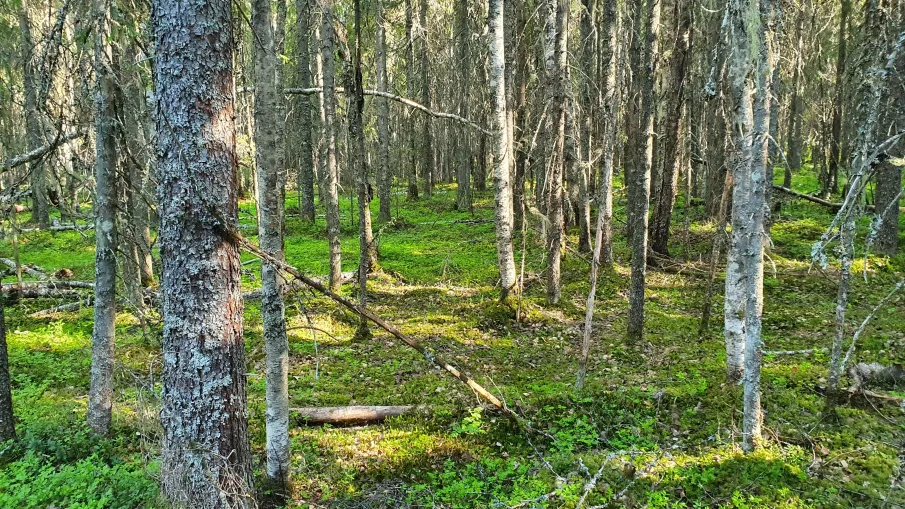 Surmyrbergets naturreservat