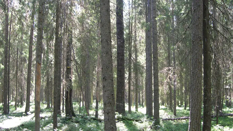 Trinnans naturreservat