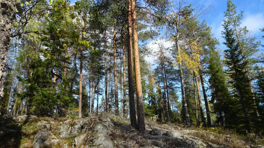 Vinbäcks naturreservat