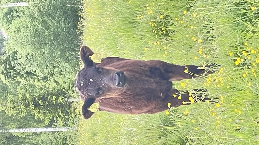 Öppet Hus på Levagård