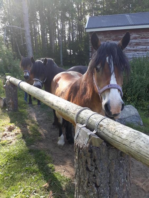 Turridning hos Håknäs hästbruk